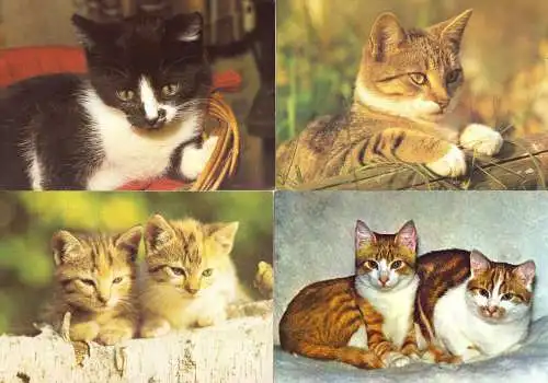 AK - Posten, 80 Colorkarten, Thema Katzen, 1970er - 2000er