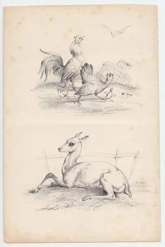 drei lithographische Drucke, ohne Verlagsangaben, Tiere, Landschaften, um 1900