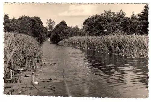AK, Feldberg Meckl., Im Seerosenkanal, Echtfoto, Handabzug, 1958