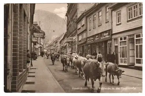 AK, Friedrichroda Thür., Kuhherde in der Hauptstr., 1957