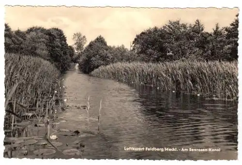 AK, Feldberg Meckl., Am Seerosenkanal, 1959