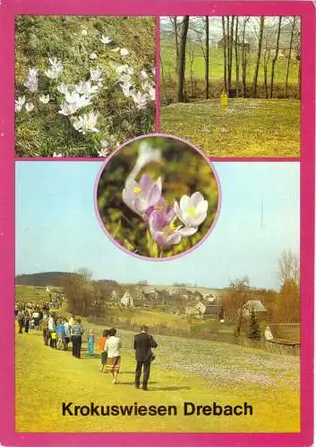 AK, Drebach Kr. Zschopau, Krokuswiesen, vier Abb., 1987