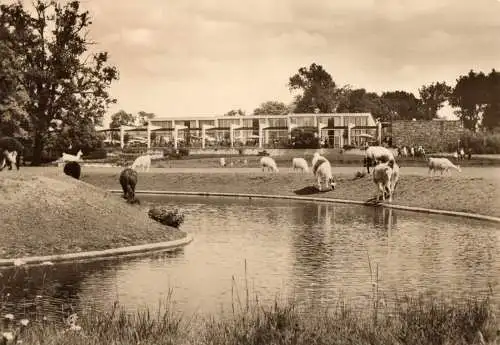 AK, Berlin Friedrichsfelde, Tierpark, Blick über Lamawiese zur Cafeteria, 1970