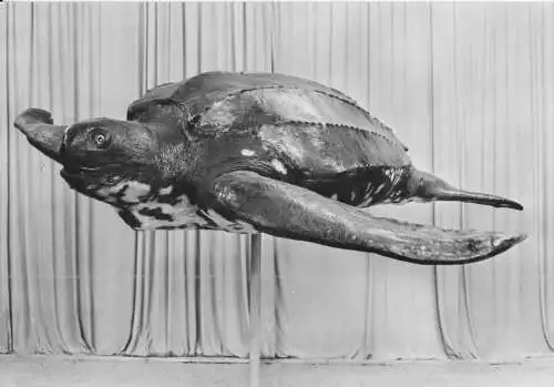 AK, Berlin, Lederschildkröte, b. Stralsund gefangen, in Berlin ausgestellt, 1966