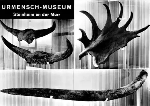 AK, Steinheim an der Murr, Urmensch-Museum, drei Abb., um 1965