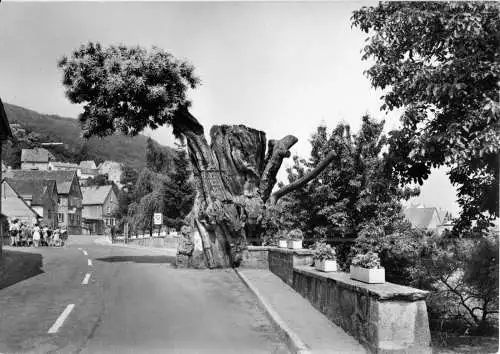 AK, Dannenfels Pfalz, Dicker Kastanienbaum, um 1970