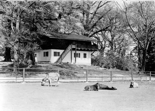 AK, Hirschfeld Kr. Zwickau, Tierpark, 1973