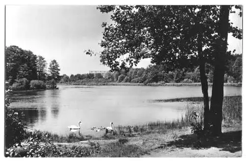 AK, Erkner b. Berlin, Partie am Karutzsee, 1966