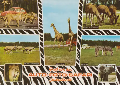 AK, Stukenbrock i.d. Senne, Grosswild-Safari, sieben Abb., gestaltet, 1972