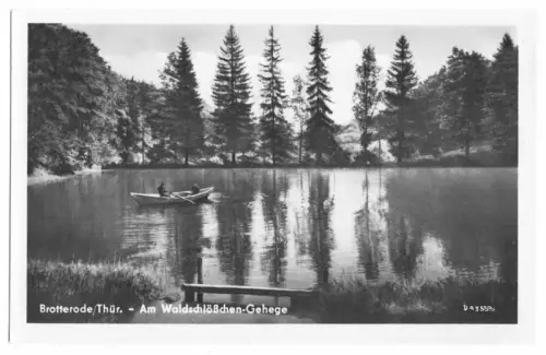 AK, Brotterode Thür., Am Waldschlößchen-Gehege, 1954