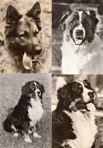 AK - Posten, 13 Colorkarten, 10 s/w Karten, Thema Hunde, 1970er - 1980er
