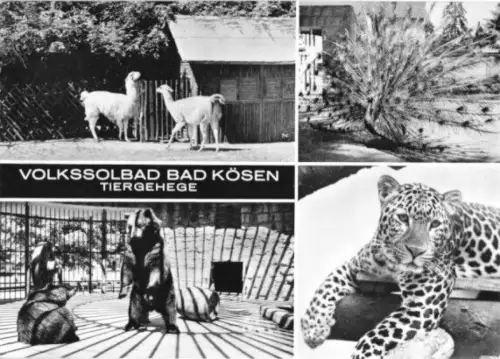 AK, Bad Kösen, Tiergehege, vier Abb., 1969