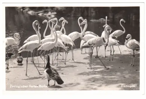 AK, Berlin Tiergarten, Flamingos im Berliner Zoo, um 1936