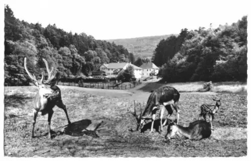 AK, Marxzell Schwarzw., Waldhotel Bergschmiede, 1964
