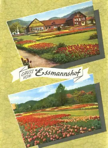 AK, Deckbergen, "Essmannshof", Tulpenschau, ca. 1969