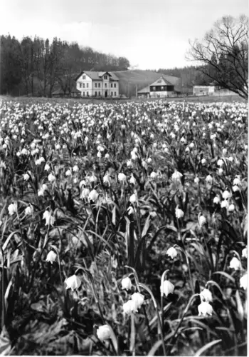 AK, Polenztal Sächs. Schweiz, Märzenbecherwiesen an der Bockmühle, 1970