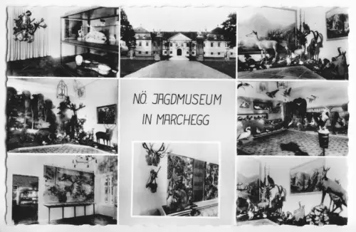 AK, Marchegg, Niederösterreich, Jägermuseum, acht Abb., um 1960
