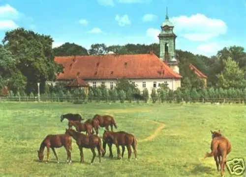 AK, Bevensen, Kloster Medingen und Pferde, ca. 1978