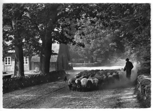 AK, Wilsede, Austrieb der Schnucken, um 1968