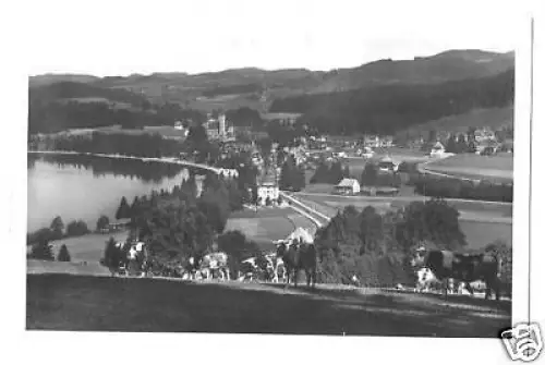 AK, Titisee, Bl. v d. Saigerhöhe, Rinder, 1953