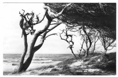 AK, Darss-Küste, Windflüchter, 1970