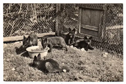 AK, Inselsberg, Thür. Wald, Jungfüchse aus der Peiztierfarm Inselsberg, 1939