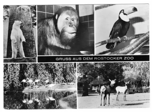 AK, Rostock, Zoo Rostock, fünf Abb., 1975