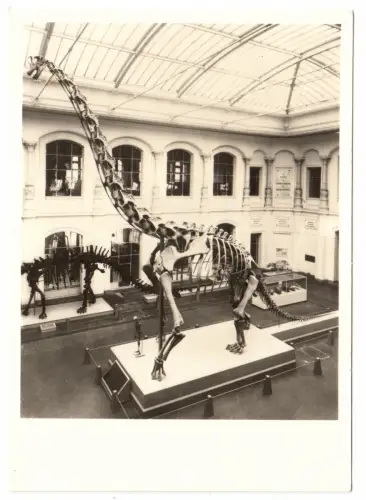 AK, Berlin Mitte, Museum für Naturkunde, Saurierskelett, 1974