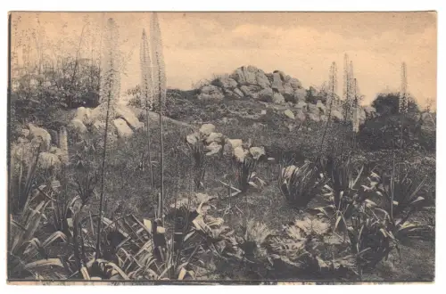 AK, Berlin Dahlem, Botanischer Garten, Flora von Turkestan, um 1922