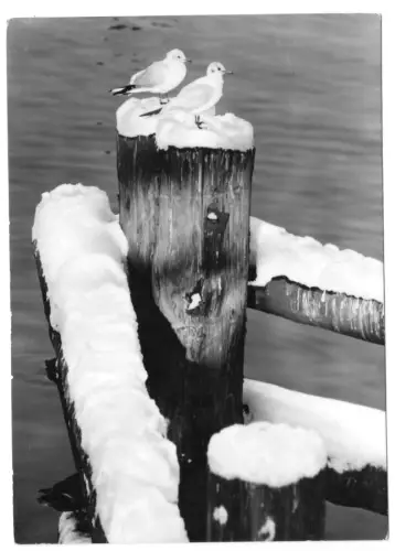 AK, Kühlungsborn Kr. Bad Doberan, Wintermotiv mit Möven, Version 3, 1974