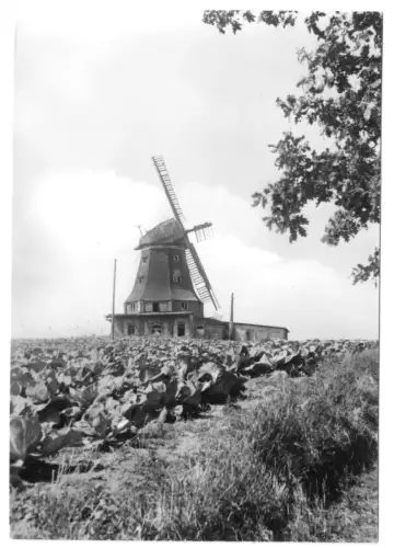 AK, Klütz Kr. Grevesmühlen, Windmühle, 1984
