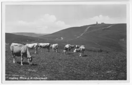 AK, Feldberg Schwarzwald, Gipfel und Kühe, 1937