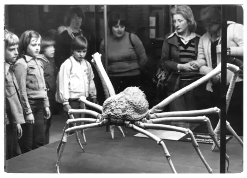 AK, Stralsund, Meeresmuseum, Japanische Riesenkrabbe, Besucher, 1978
