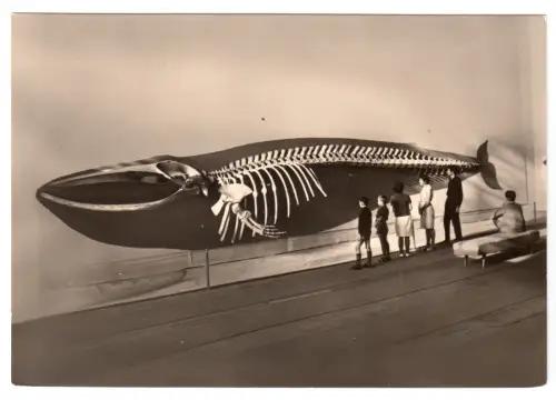 AK, Stralsund, Meeresmuseum, Finnwalskelett, Besucher, 1973