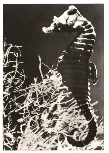 AK, Stralsund, Meeresmuseum, Seepferdchen, 1979