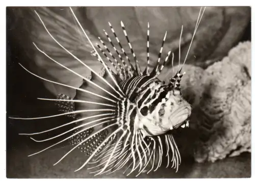 AK, Stralsund, Meeresmuseum, Stralenfeuerfisch, 1978