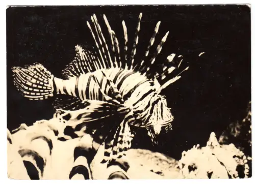 AK, Stralsund, Meereskundliches Museum, Rotfeuerfisch, 1967