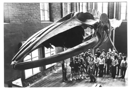 AK, Stralsund, Meeresmuseum, Finnwal, Besuchergruppe, 1979