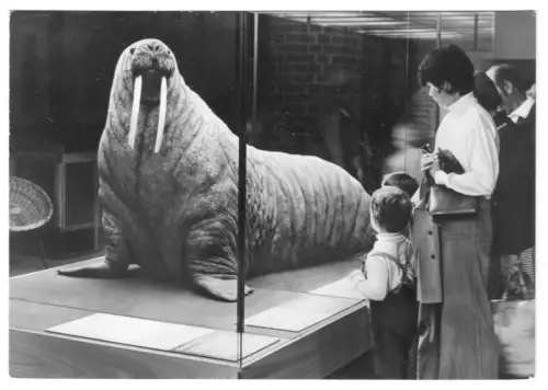 AK, Stralsund, Meeresmuseum, Grönländisches Walroß, Besucher, 1978