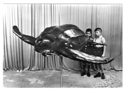AK, Stralsund, Meeresmuseum, Lederschildkröte, Kinder, 1982