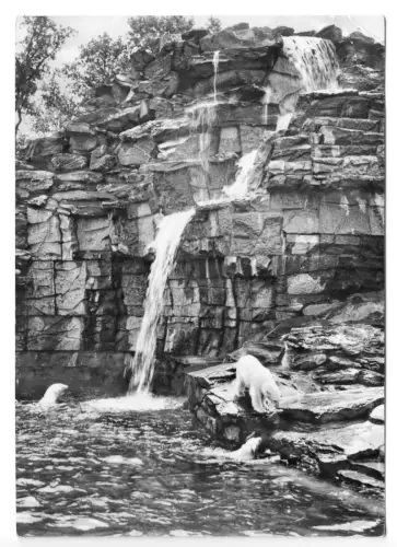 AK, Berlin Friedrichsfelde, Tierpark, Eisbärenanlage, 1964