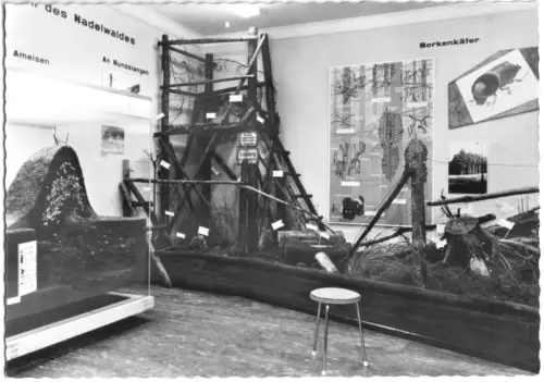 AK, Braunschweig, Naturhist. Museum, Insektensaal, um 1962