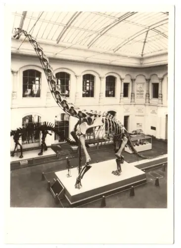 AK, Berlin Mitte, Museum für Naturkunde, Saurierskelett, 1974