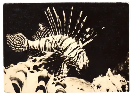 AK, Stralsund, Meereskundliches Museum, Rotfeuerfisch, 1967