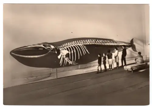 AK, Stralsund, Meeresmuseum, Finnwalskelett, Besucher, 1973