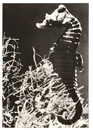 AK, Stralsund, Meeresmuseum, Seepferdchen, 1979