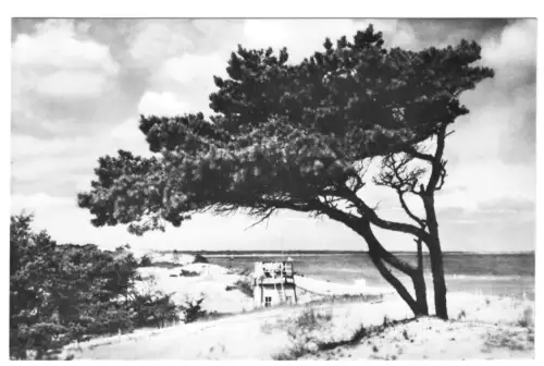 AK, Ostseebad Prerow Darß, Windflüchter auf der Düne, 1961
