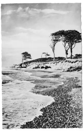 AK, Ostseebad Prerow Darß, Windflüchter, 1962
