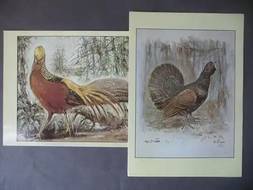 2 Ansichtskarte Vögel Goldfasan Auerhahn / Großformat A5 1986