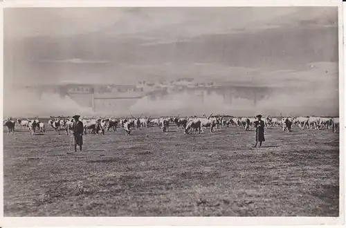 Ansichtskarte Hortobágy Puszta Fata Morgana Foto ca. 1940